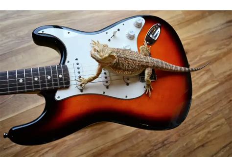 Do Bearded Dragons Like Music? An Insight into the Mysteries of Reptilian Audiovisual Preferences