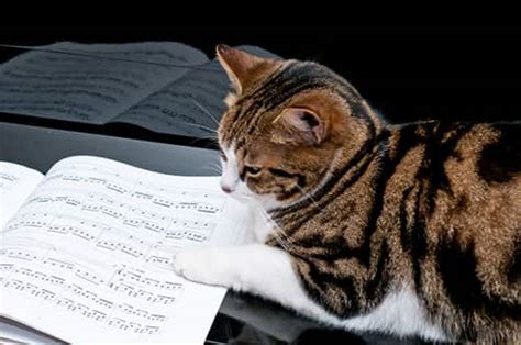 why do cats like classical music? perhaps they find the calming effect soothing